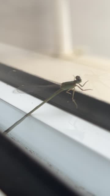 Flying insect trapped, trying to get out of a window pane