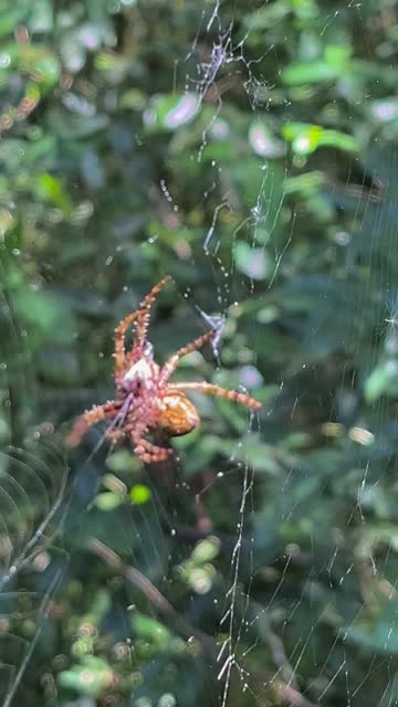 A dangerous spider in its web in nature