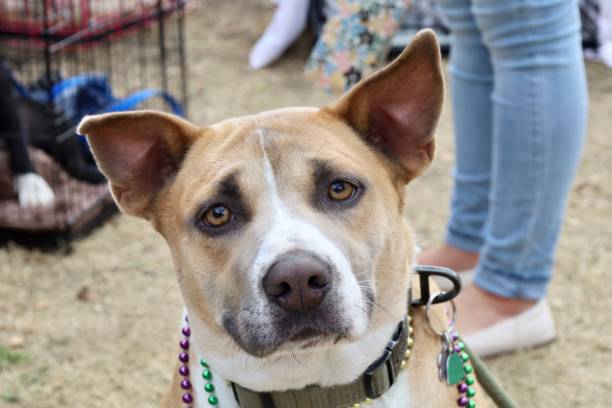 istock a brown and white dog on leash with beads around his neck 2117922025
