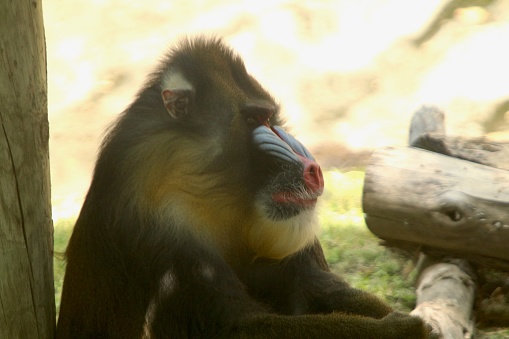 An adult male mandrill monkey lounges on the ground