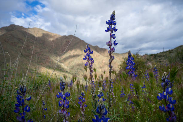 istock Lupines blooming - Sonoran Desert wildflower 2117930423