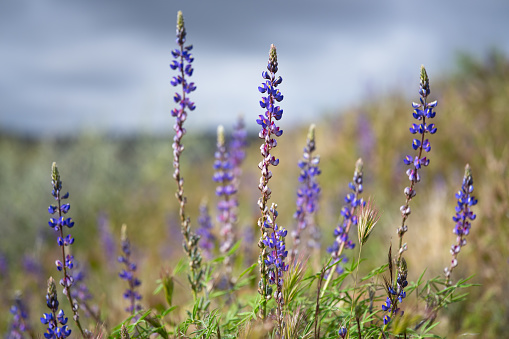 Lupines blooming - Sonoran Desert wildflower