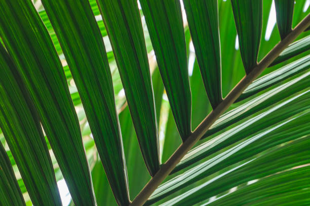 istock Tropical green leaf palm. Abstract natural texture, exotic background 2117932531