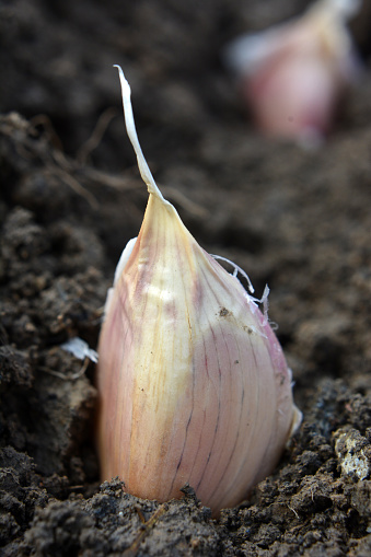 A clove of garlic seeds lies in a row in the soil before wrapping