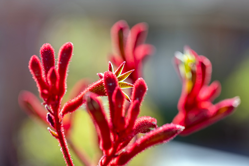 Beautiful red Kangaroo Paw in sunlight, background with copy space, full frame horizontal composition