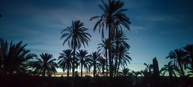 Palm trees in the village Dechra Hamra, the town of El Kantara at sunrise. Biskra. Algeria
