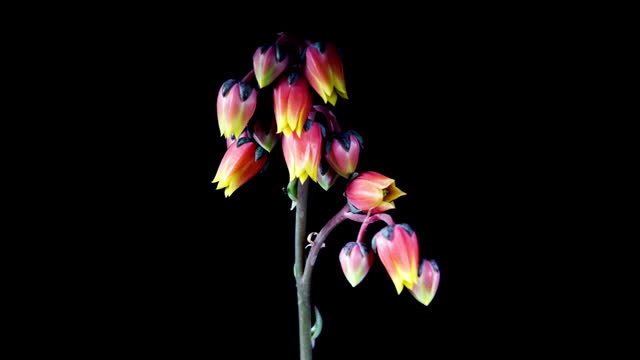 Succulent Echeveria Flowers Blooms in Time Lapse on a Black Background