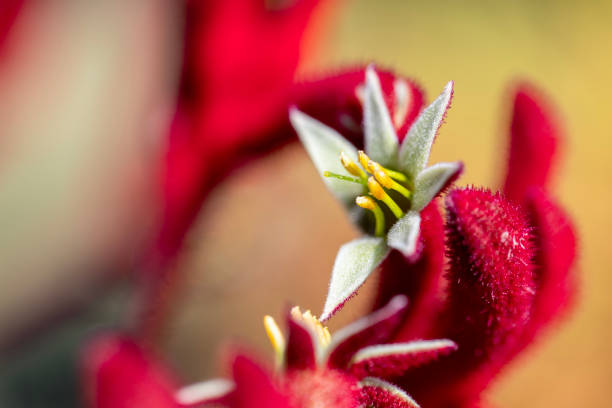 This close-up of Himalayan wildflowers is a celebration of nature's artistry, offering a glimpse into the intricate world of flora that adds to the allure of this extraordinary mountainous region. Perfect for conveying the beauty of biodiversity, the delicate balance of ecosystems, and the breathtaking charm of Himalayan wildflowers.