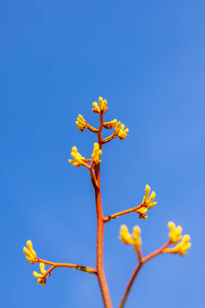 Closeup beautiful yellow Kangaroo Paw in sunlight, background with copy space, full frame vertical composition