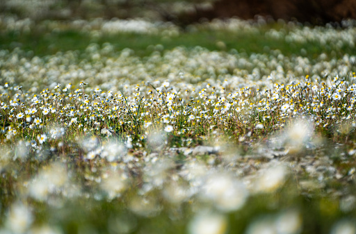 Leucanthemum vulgare fresh plants and white flowers close up