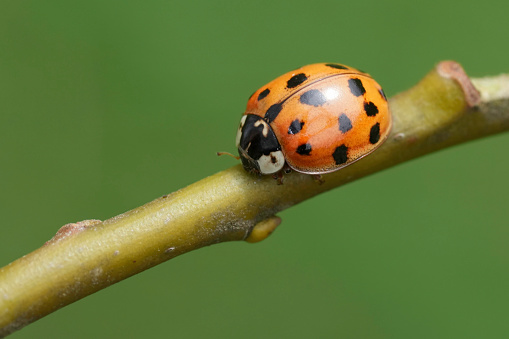 Detailed closeup on a predatory Asian ladybeetle, Harmonia axyridis on a twig
