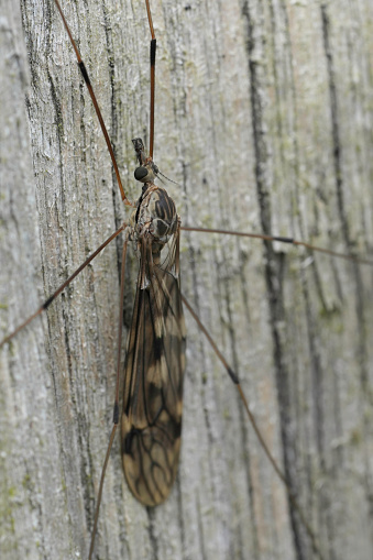 Detailed closeup on a large Tipulid cranefly, Tipula rufina sitting on wood
