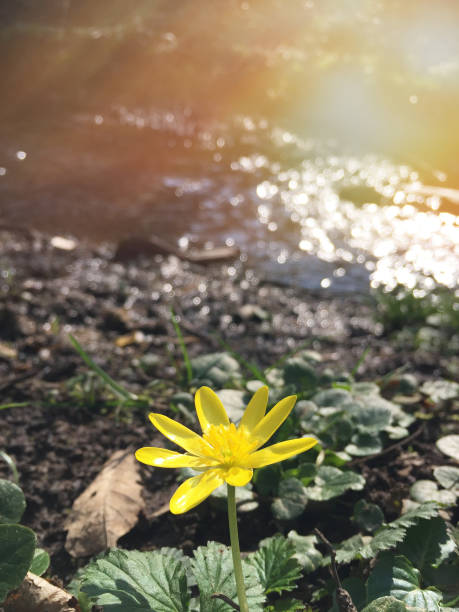 Yellow daisy flower near the stream in nature with sunlight reflection. Close-up of yellow flower in nature