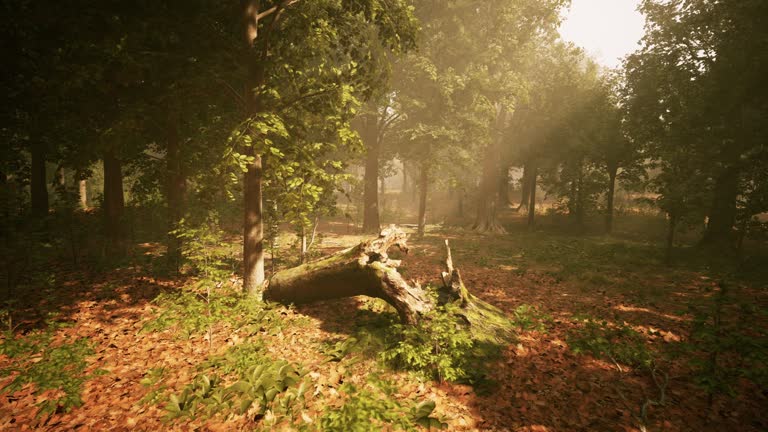 sun's rays break through the branches of trees glowing in the morning fog