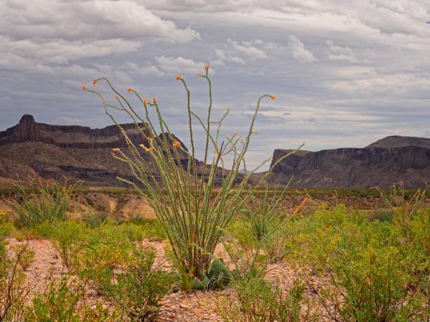 Clouds drift over rugged hills and cactus in West Texas desert in Marfa, Texas, United States