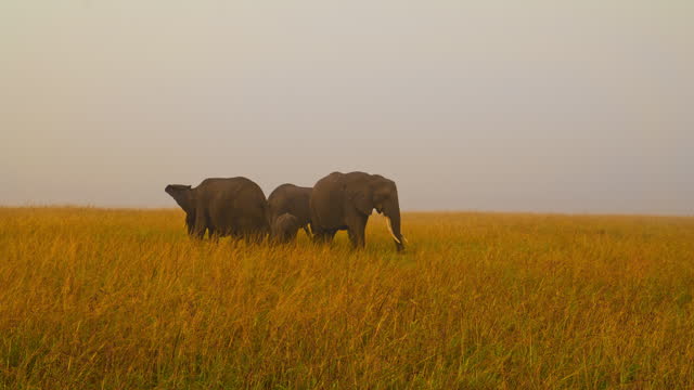 SLO MO Herd of Elephants Quietly Enjoying Grass in Masai Mara Reserve