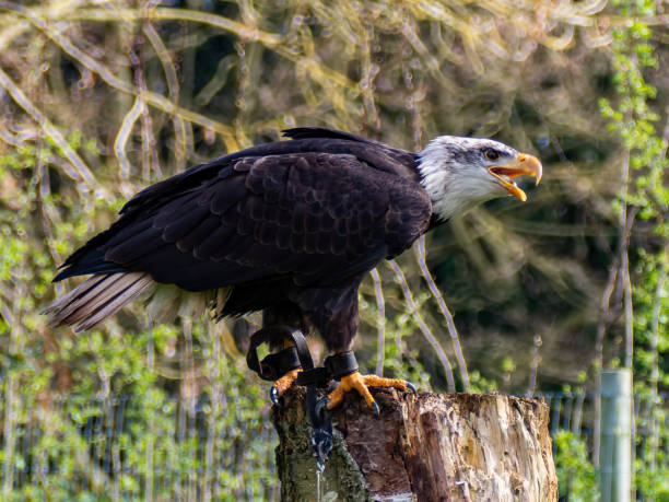 istock Strong bald eagle, head close-up for a portrait with its head, eye, beak, white crown with a blur background. Image. Picture. Portrait 2118010362