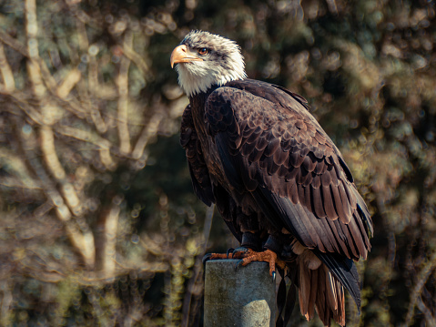 American Bald Eagle (Haliaeetus leucocephalus) on post screaming, Florida, USA