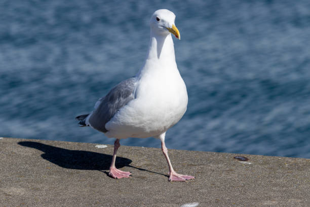 istock Majestic Seagull by the Seattle Shore. 2118017337