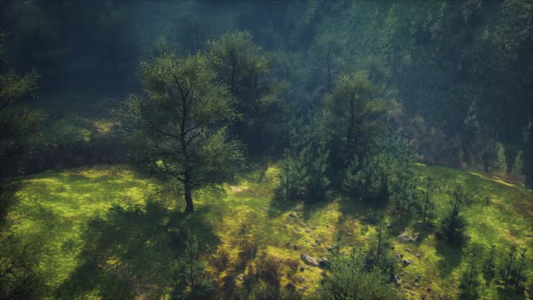 dramatic scenic fog in pine forest on mountain slopes