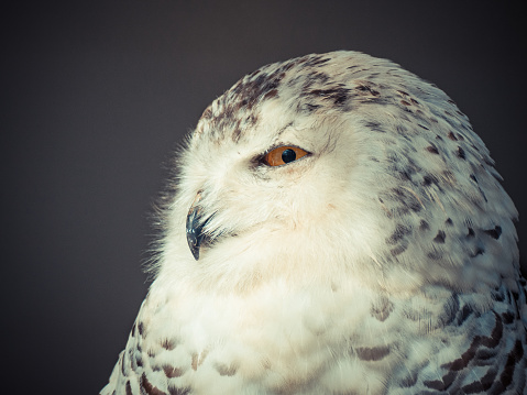 Snowy owl. Close up of snowy owl (Bubo scandiacus). Snowy owl (Bubo scandiacus), also known as polar owl, white owl and Arctic owl. A threatened species native to the Arctic regions