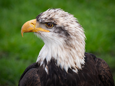 Strong bald eagle, head close-up for a portrait with its head, eye, beak, white crown with a blur background. Image. Picture. Portrait