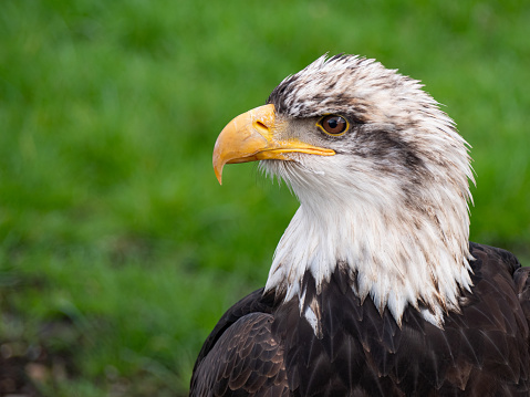 The Bald Eagle (Haliaeetus leucocephalus) portrait. American Eagle
