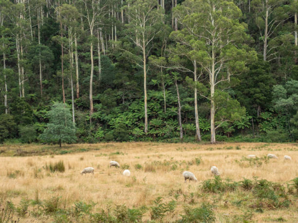 Tall trees, tree ferns and sheep Tall trees, tree ferns and sheep in the Yarra Ranges Victoria sheep shed stock pictures, royalty-free photos & images
