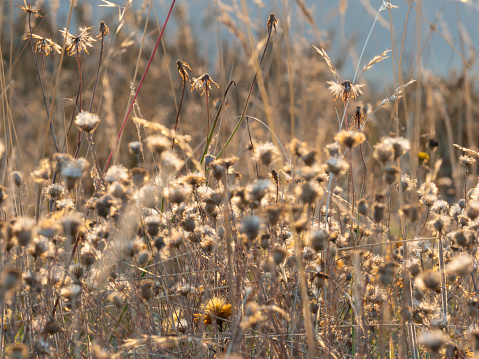 blurred natural background of dry thistle swaying in the wind, , lockdown