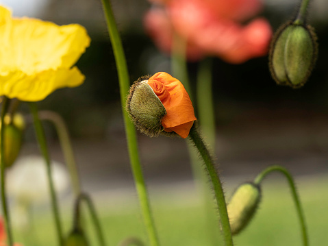 Close up of multi coloured Iceland Poppies and opening bud