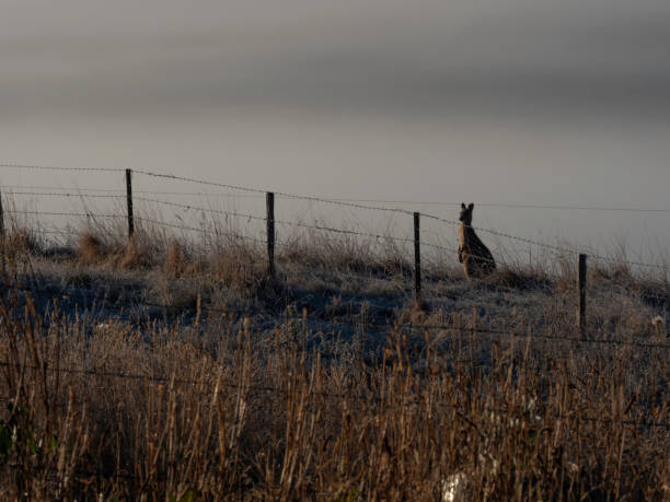 Kangaroo in paddock in fog near Omeo Victoria