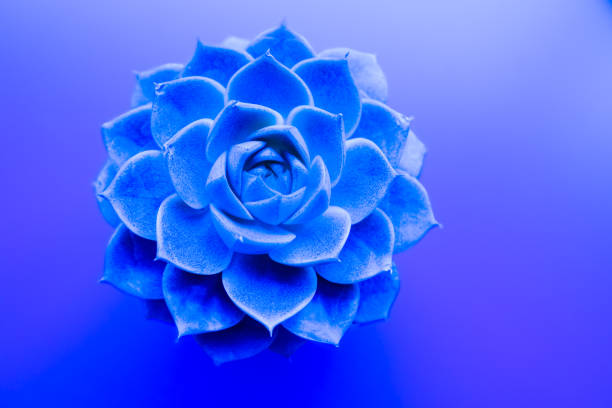isolated fresh blue flower on gradient purple background, geometric shape plant design