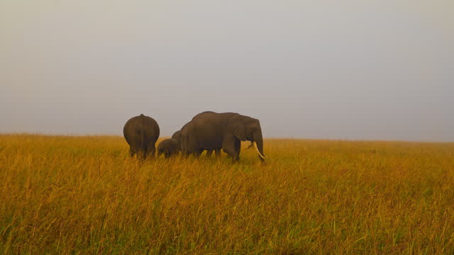 SLO MO Elephants Peacefully Grazing on the Vast Grassy Savannah.