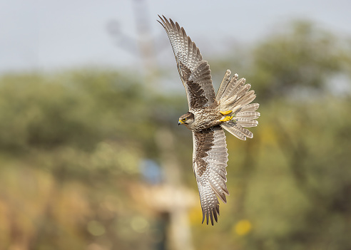 Hawk soaring above grassy field