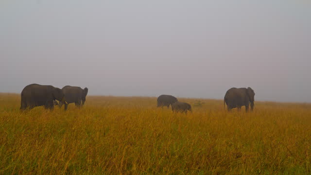 SLO MO Herd of Elephants Leisurely Munching on Grass in Masai Mara Reserve