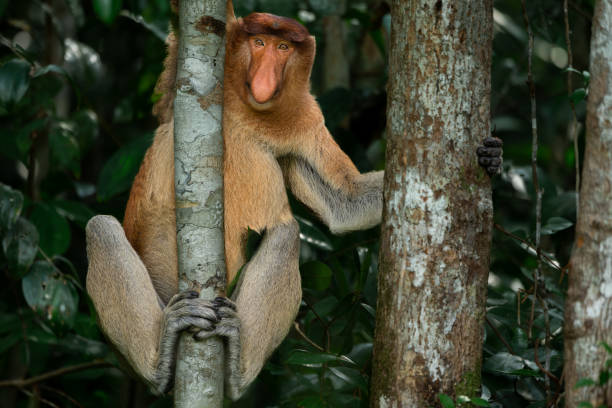 Portrait of a dominant male proboscis monkey(Nasalis larvatus) looking while climbing trees