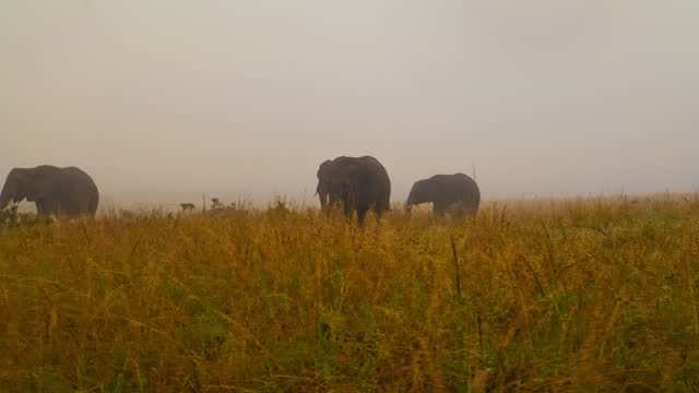 SLO MO Graceful Elephants Peacefully Wandering and Grazing.