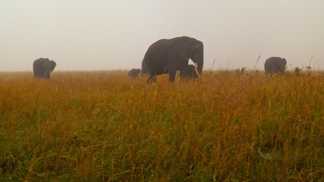 Herd of Elephants Calmly Enjoying Fresh Grass in Masai Mara Reserve