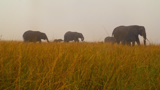 Elephants Peacefully Grazing on Wide Savannah in Masai Mara Reserve