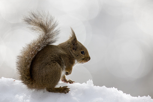 Wild Japanese squirrel on snow in winter forest.