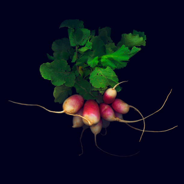 A Fresh organic radishes, just harvested
