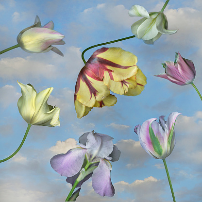 The Colorful tulips against a cloudy blue sky