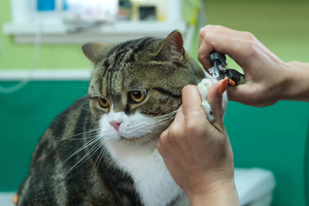 istock A groomer trims the claws on a cat's paws. 2118091486