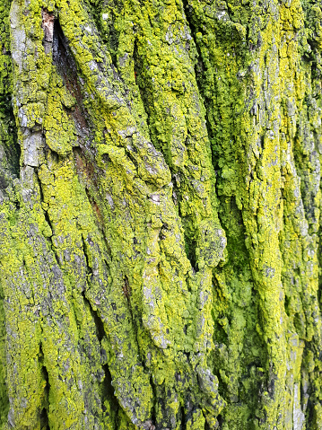 The close-up image shows the lichen-covered bark of a tree. Lichens appear as green, gray or brown spots or growths of various shapes and sizes.