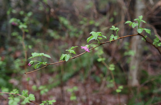 Rosaceae family. Rubus spectabilis.
Pink blossoms start to show on an arching stem of the Salmonberry. Spring afternoon in a rainforest in southwest British Columbia.