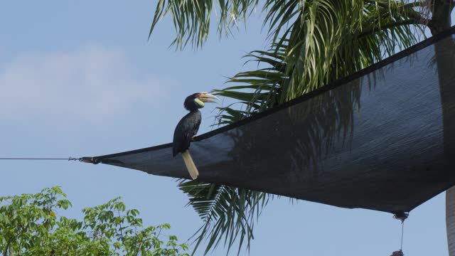 Wreathed Hornbill On Tree Flies To Catch Food Thrown In The Air. slow motion, tracking shot