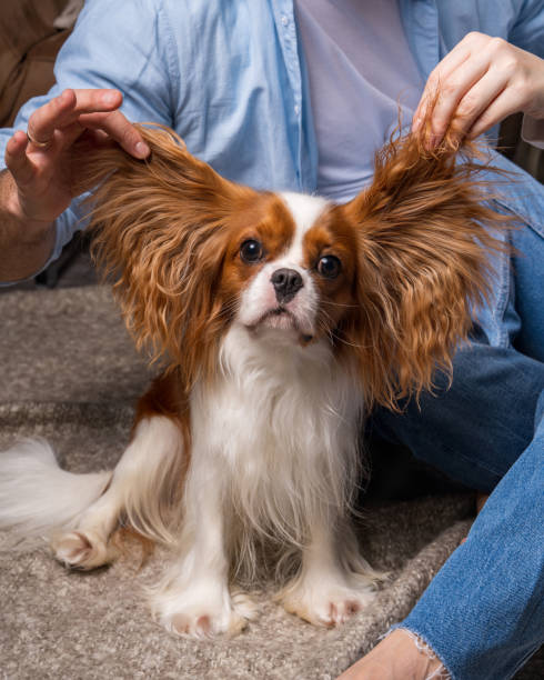 small dog cavalier king charles spaniel looks cutely at the camera, male hands with dog ears up. - real people blue white friendship imagens e fotografias de stock