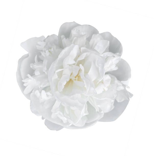 Beautiful Delicate White Peony flower isolated on a white background. Object with clipping mask for design.