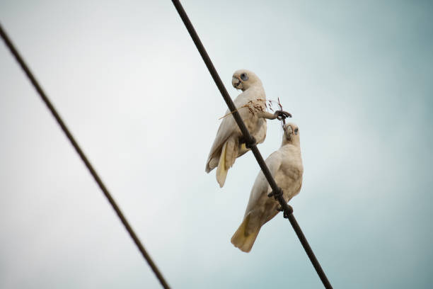 Two white Australian Cockatoo eating grass seeds on a powerline.