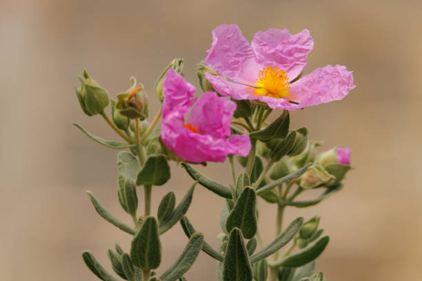 Spring begins with the beautiful flowers of the cistus plant Cistus albidus in the Sierra de Mariola Spring begins with the beautiful flowers of the cistus plant Cistus albidus in the Sierra de Mariola, Alcoy, Spain cistus albidus stock pictures, royalty-free photos & images